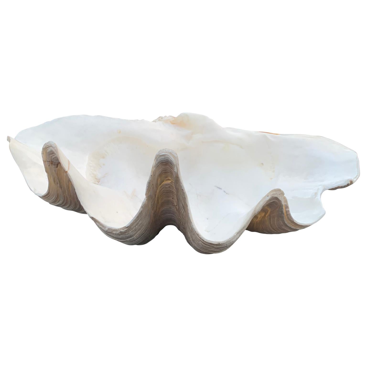 Medium size giant south pacific Tridacna Gigas clam shell.