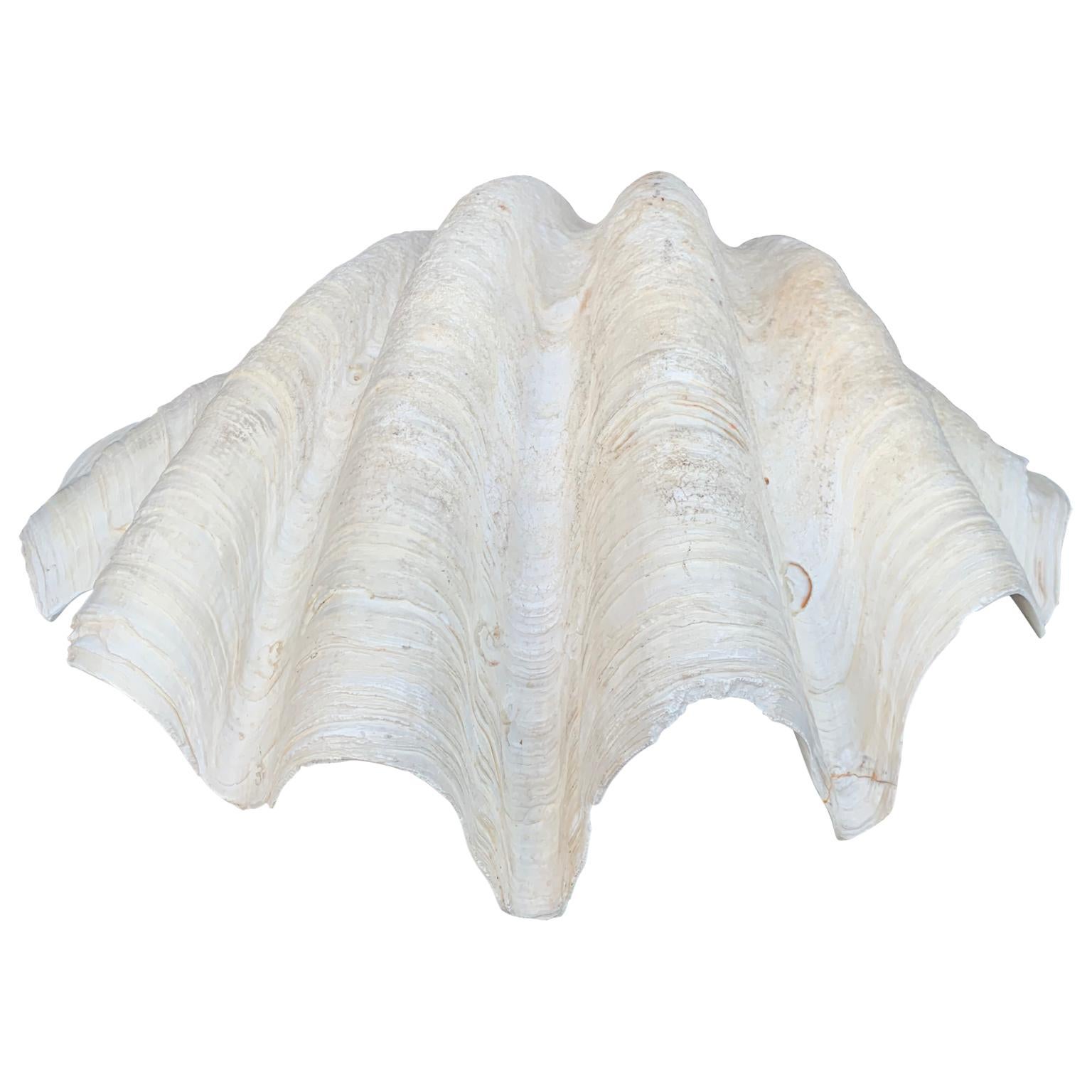 wavy clam