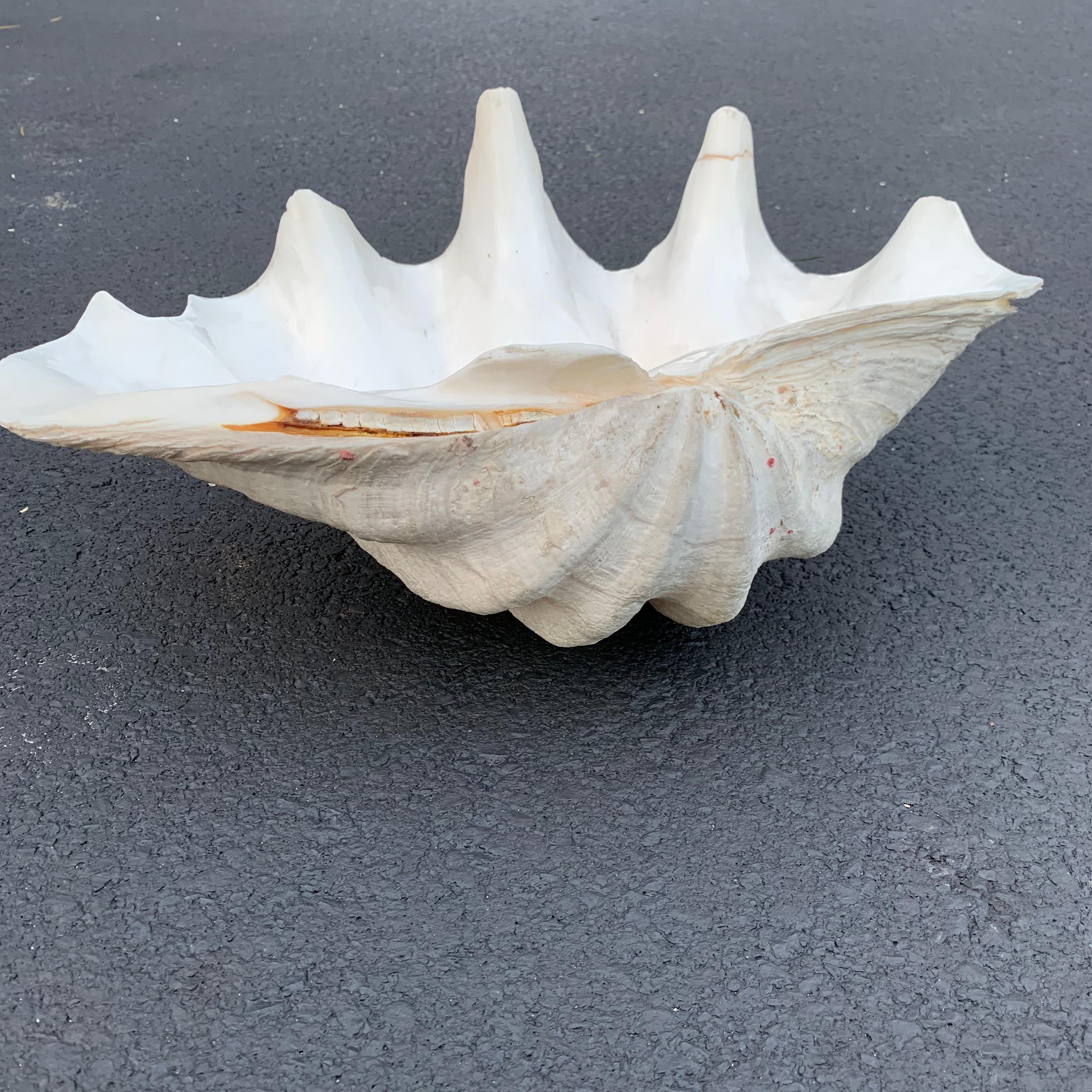 Medium Size Giant South Pacific Tridacna Gigas Clam Shell In Good Condition In Haddonfield, NJ