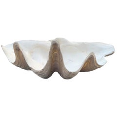 Medium Size Giant South Pacific Tridacna Gigas Clam Shell
