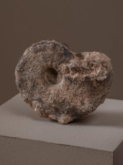 Fósil de ammonite del Cretácico de tamaño medio, espécimen del desierto del Sahara c. 66 MYA