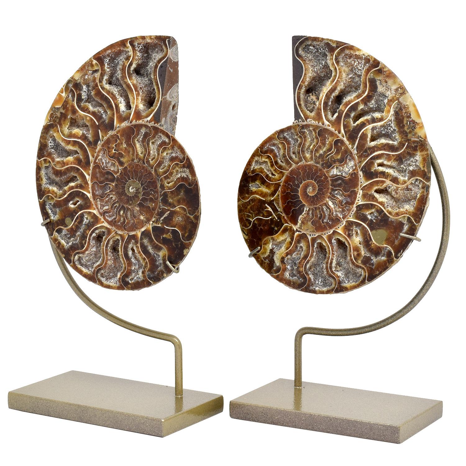 Medium split ammonite fossil mineral specimen custom mounted Cretaceous period.

An excellent quality split ammonite fossil. We hand pick each set of split ammonites, looking for minimal matrix filled chambers as the chambers filled with crystals