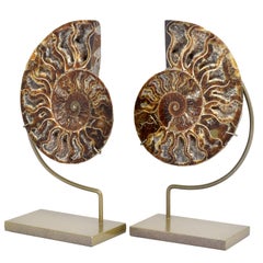 Medium Split Ammonite Fossil Mineral Specimen Custom Mounted Cretaceous Period