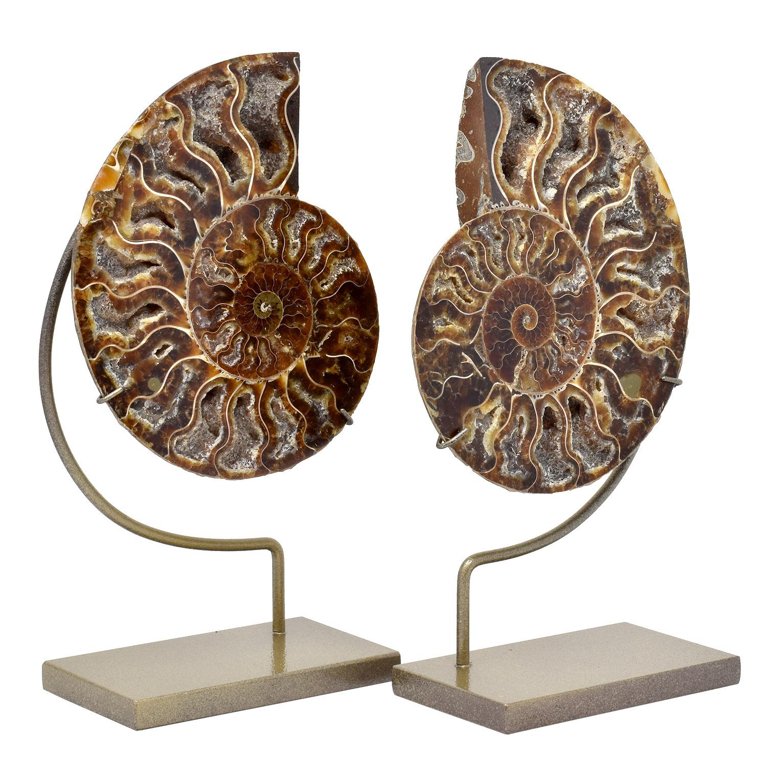 Other Medium Split Ammonite Fossil Mineral Specimen Custom Mounted Cretaceous Period