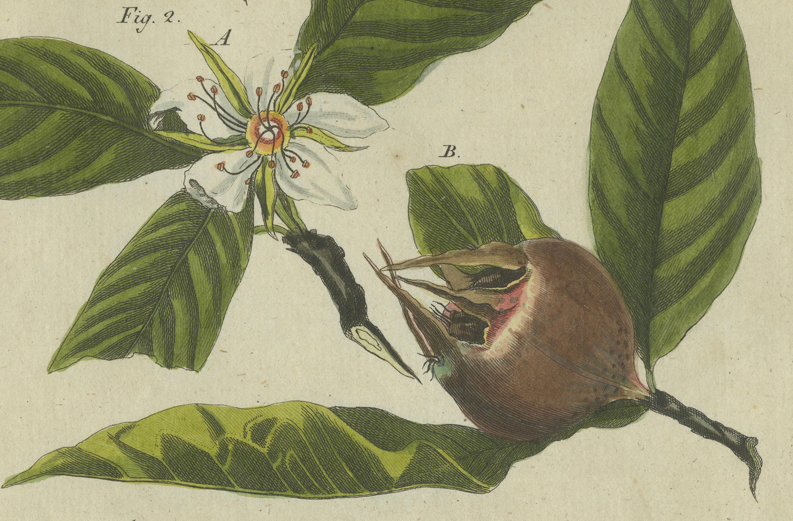 Engraved Medlar and Cornelian Cherry: Blossoms, Fruit, and Seeds, Bertuch, 1805 For Sale