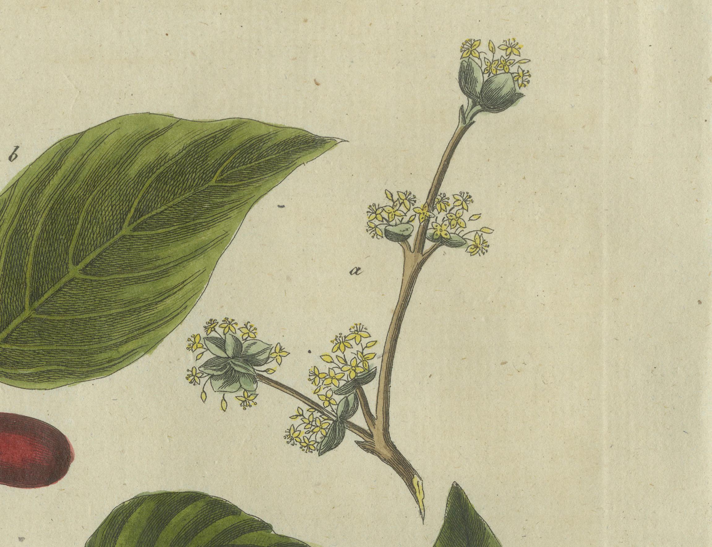 Medlar and Cornelian Cherry: Blossoms, Fruit, and Seeds, Bertuch, 1805 In Good Condition For Sale In Langweer, NL
