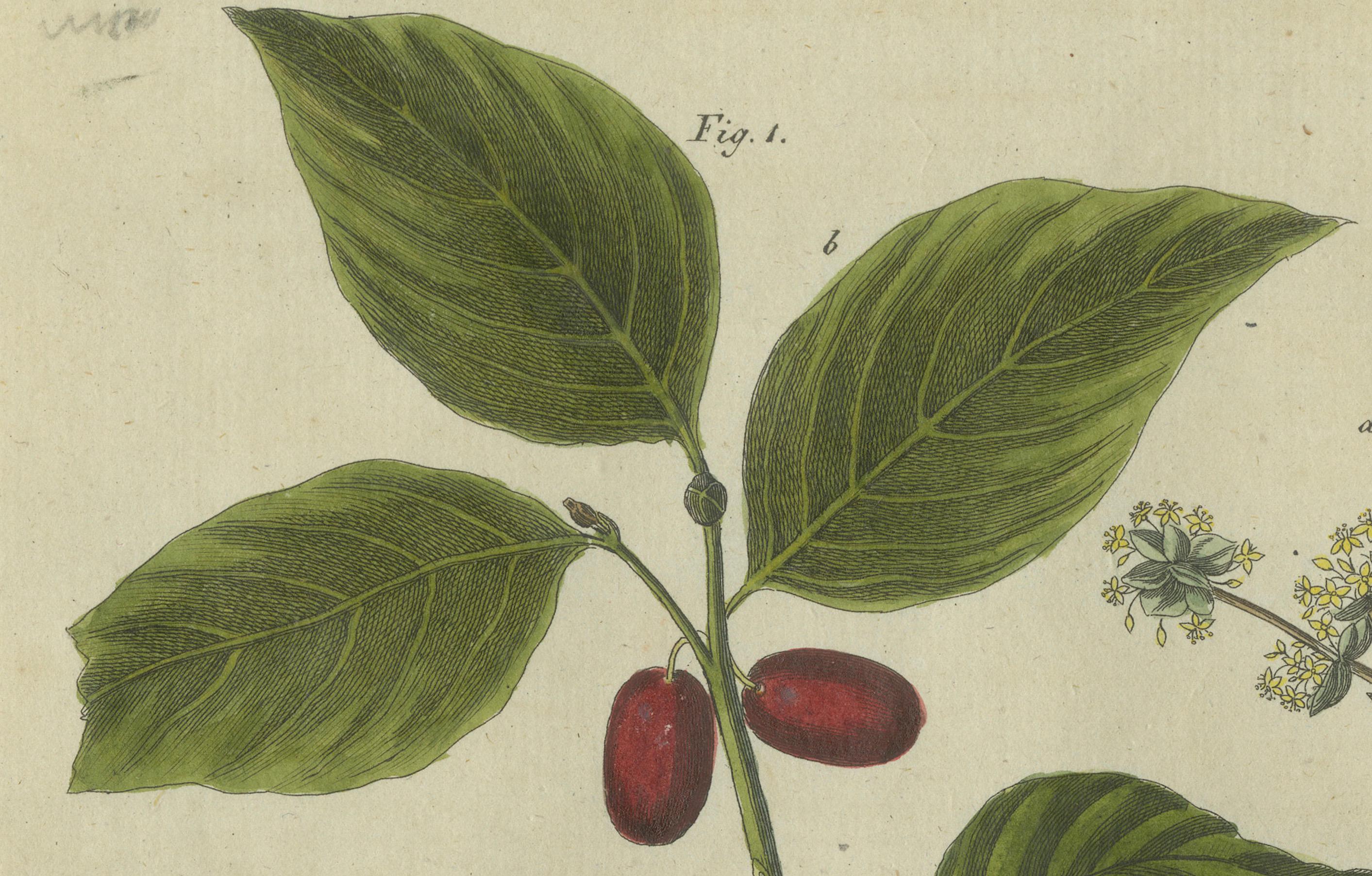 Early 19th Century Medlar and Cornelian Cherry: Blossoms, Fruit, and Seeds, Bertuch, 1805 For Sale
