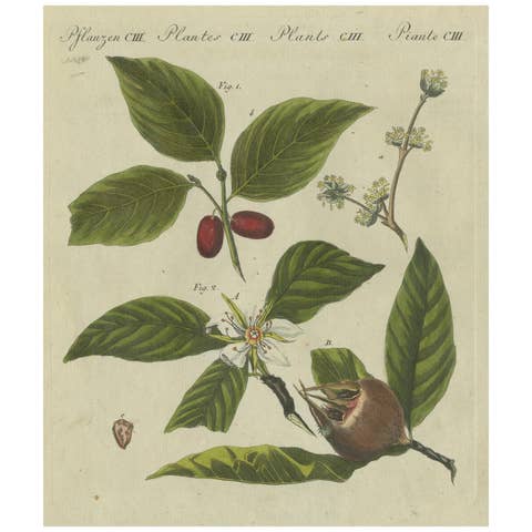 Medlar and Cornelian Cherry: Blossoms, Fruit, and Seeds, Bertuch, 1805