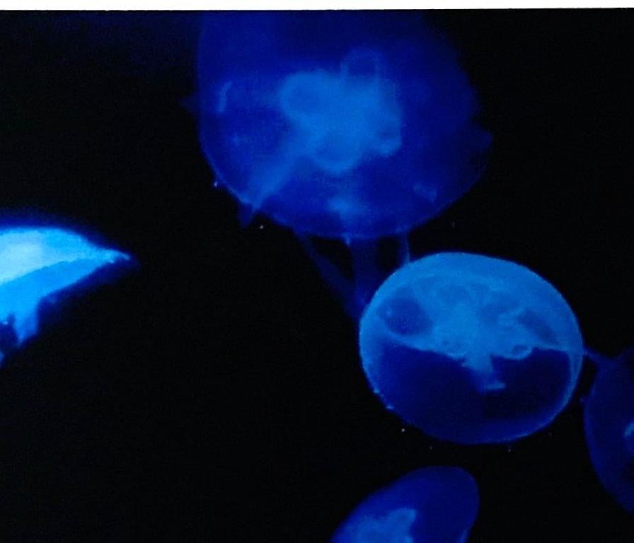 Outstanding original photography by Renato Freitas from the Medusa Series. The underwater series beautifully captures glowing medusa jellyfish in vibrant hues of electric blue. Photography printed on metallic paper with frameless plexiglass mounts.