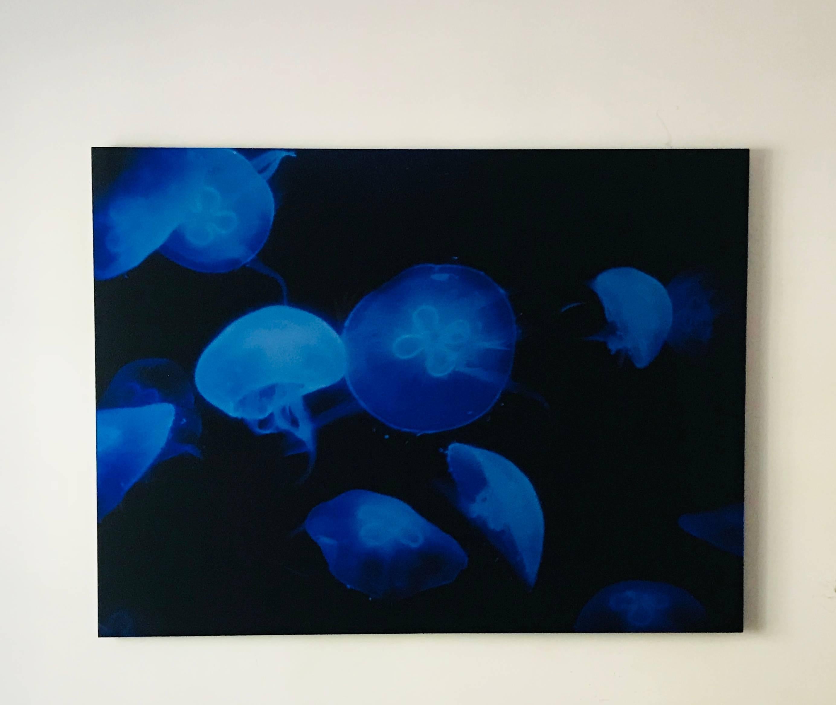 Outstanding original photography by Renato Freitas from the Medusa Series. The underwater series beautifully captures glowing medusa jellyfish in vibrant hues of electric blue. Photography printed on metallic paper with frameless plexiglass mounts.