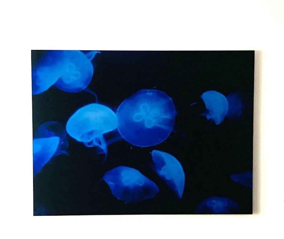 Outstanding original photography by Renato Freitas from the Medusa Series. The underwater series beautifully captures glowing medusa jellyfish in vibrant hues of electric blue. Photography printed on metallic paper with frameless plexiglass mounts.