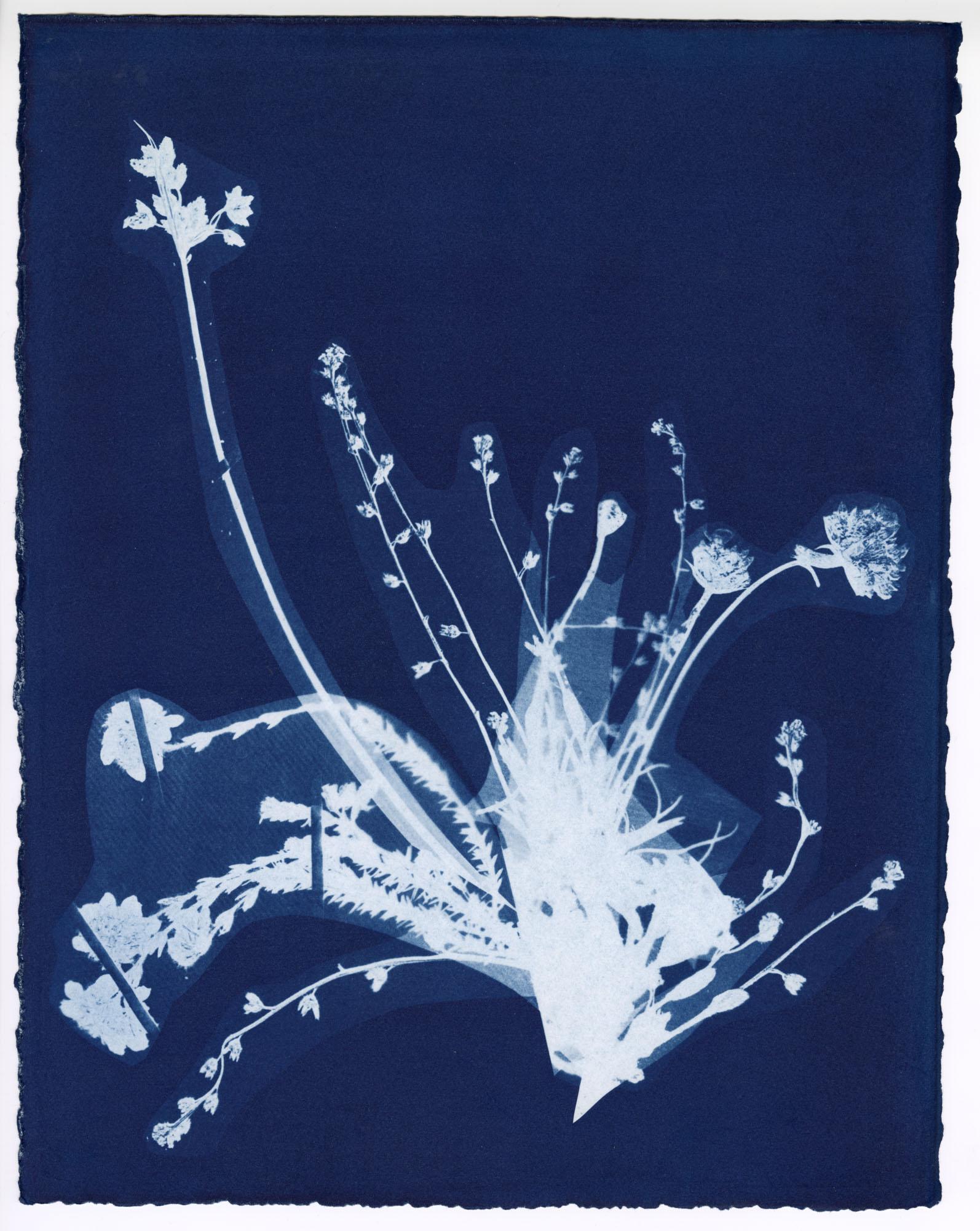 Bouquet #6, from the series Bluest Flos - Cyanotype, Flowers, Plant Study