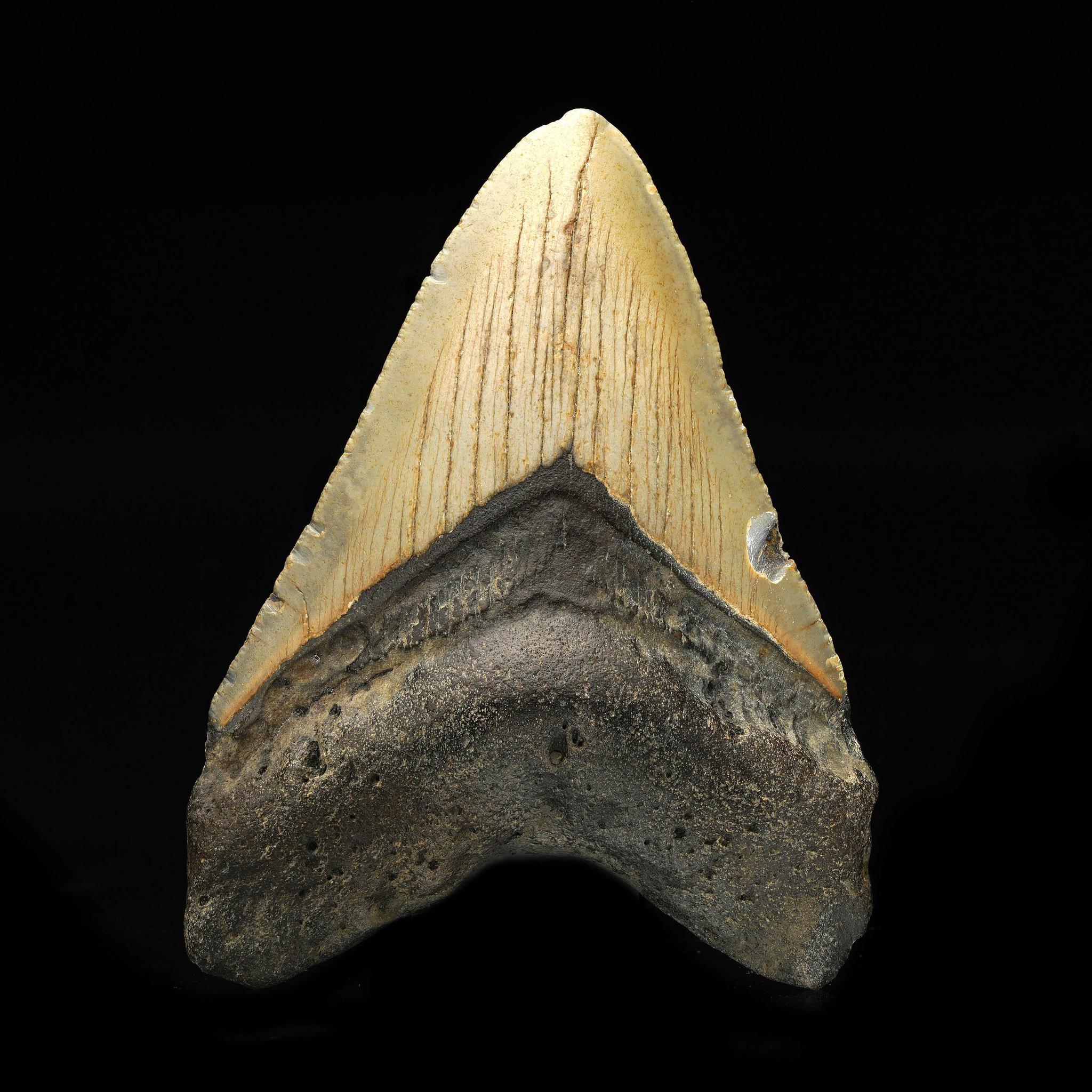 This huge megalodon tooth is five to ten million years old out of South Carolina, USA. The megalodon was the biggest predatory shark to ever live. Reaching lengths of 70 feet or more, these behemoths ruled the oceans for more than ten million years.