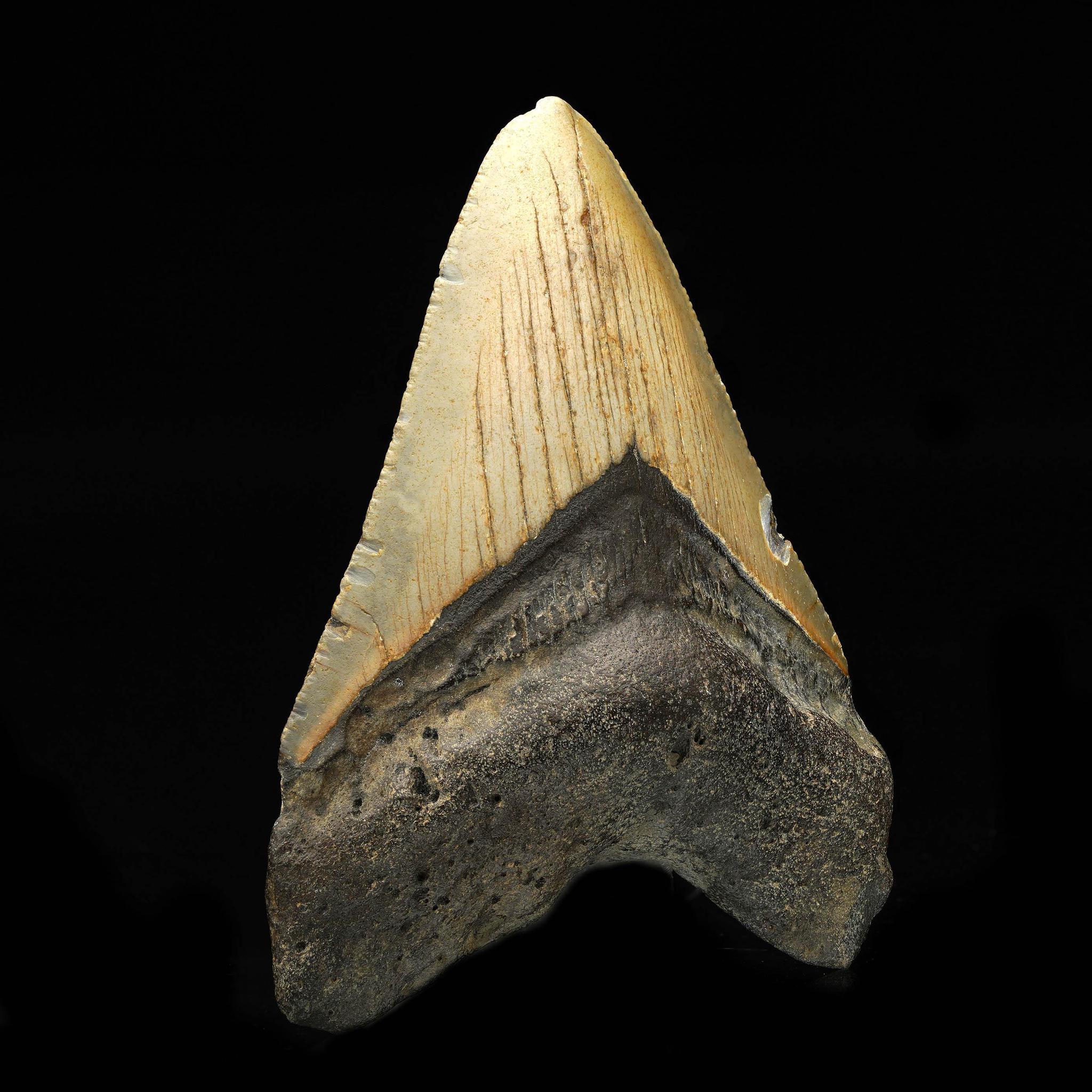 American Megalodon Tooth // 3.75″ High For Sale