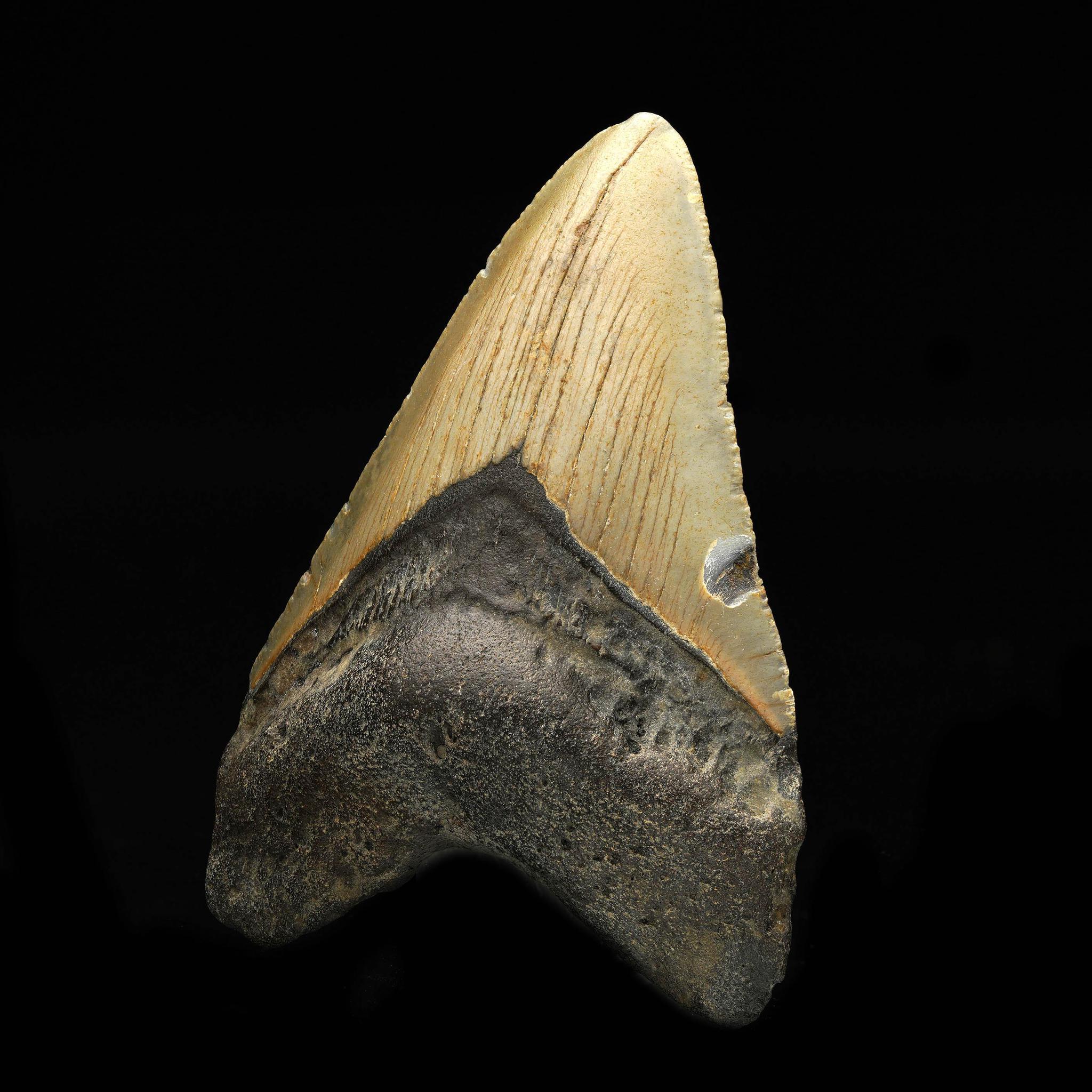 Megalodon Tooth // 3.75″ High In New Condition For Sale In New York, NY