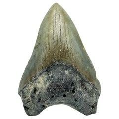 Antique Megalodon Tooth //3.9" High