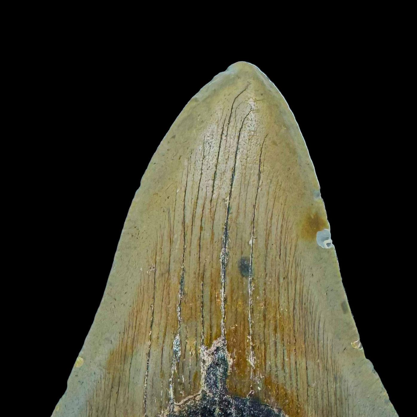 18th Century and Earlier Megalodon Tooth // 4