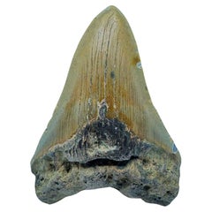 Megalodon Tooth // 4" High