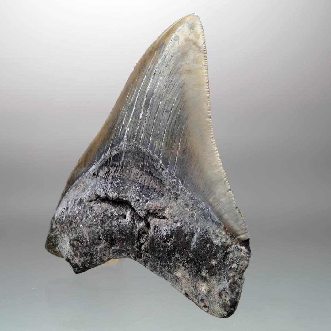 This significantly sized megalodon tooth is five to ten million years old out of South Carolina, USA. The megalodon was the most massive predatory shark to ever live. Reaching lengths of 70 feet or more, these behemoths ruled the oceans for more