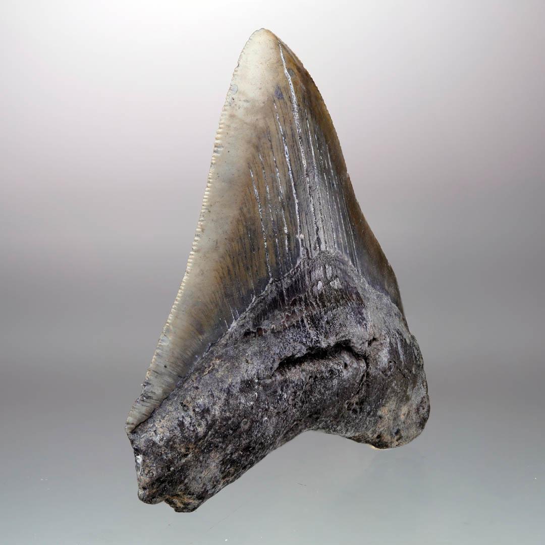 American Megalodon Tooth – 4