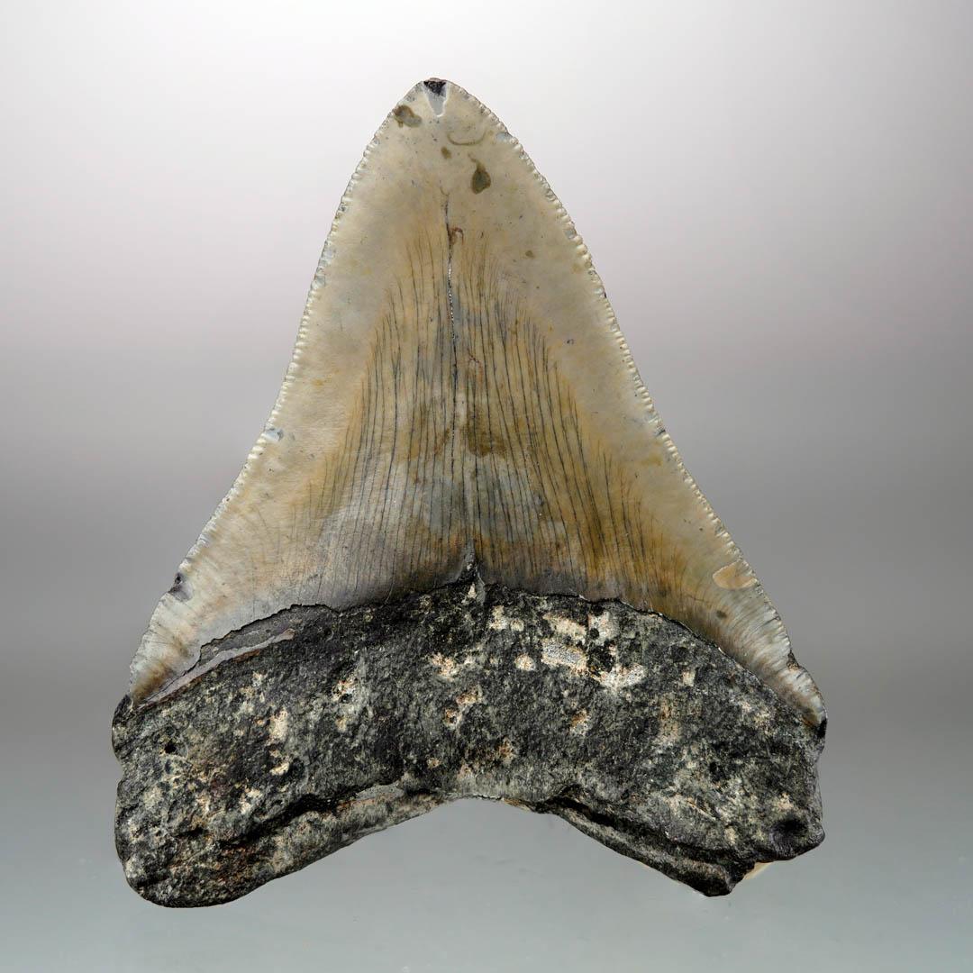 Megalodon Tooth – 4