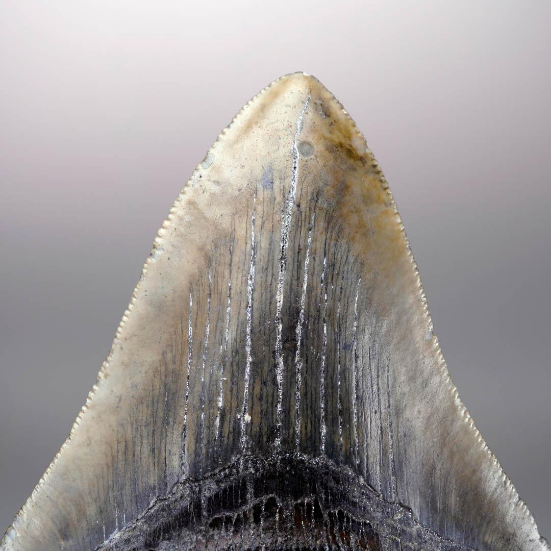 18th Century and Earlier Megalodon Tooth – 4