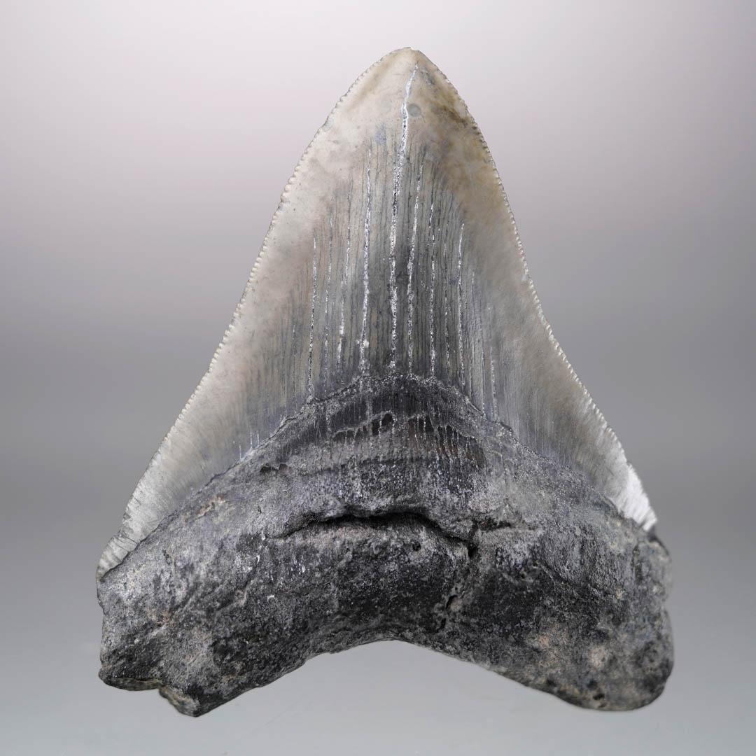 Other Megalodon Tooth – 4