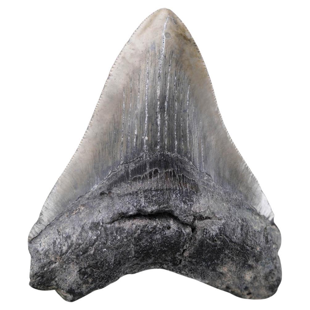 Megalodon Tooth – 4" High – Ver. I