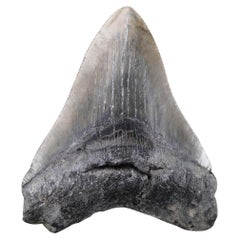 Megalodon-Zahn - 4" hoch - Ver. I