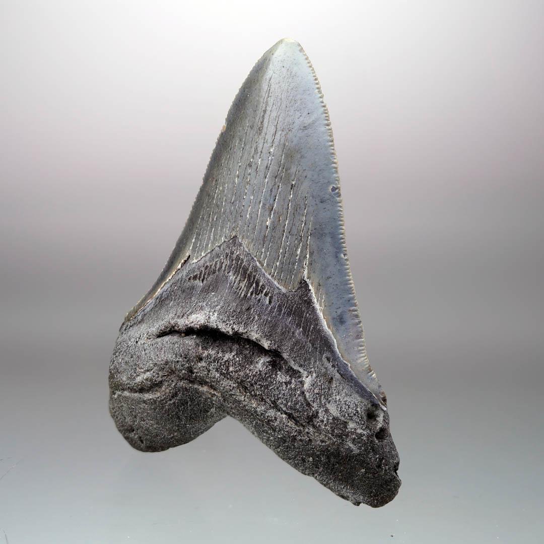 Cette dent de mégalodon de taille importante et excellemment dentelée date de cinq à dix millions d'années et provient de Caroline du Sud, aux États-Unis. Le mégalodon était le requin prédateur le plus massif qui ait jamais existé. Atteignant une