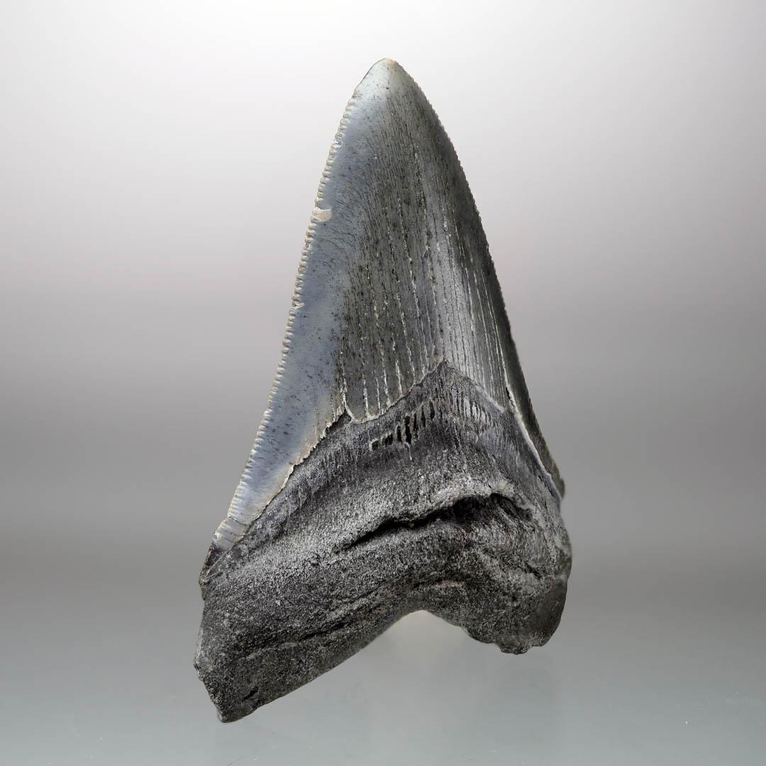 Américain Dent de mégalodon - 4