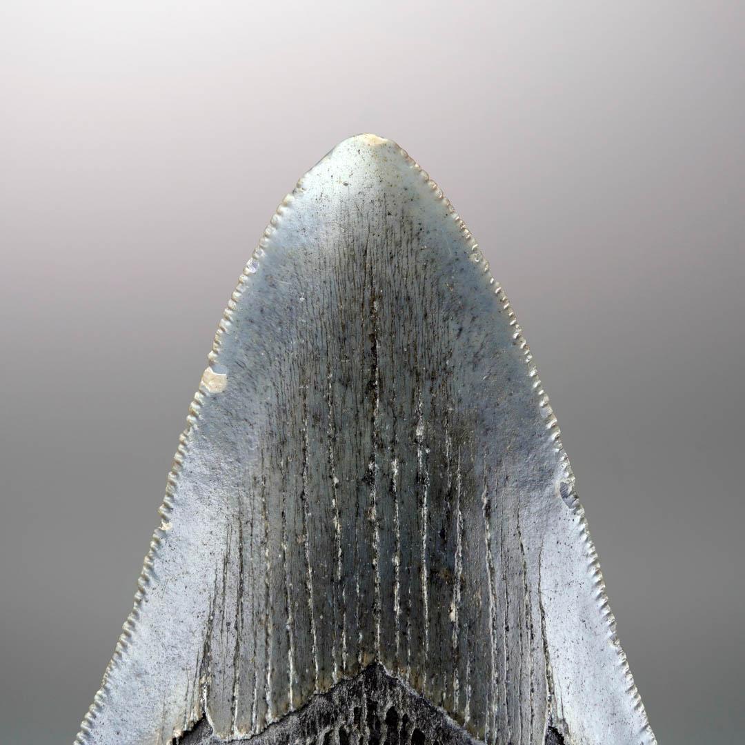 XVIIIe siècle et antérieur Dent de mégalodon - 4