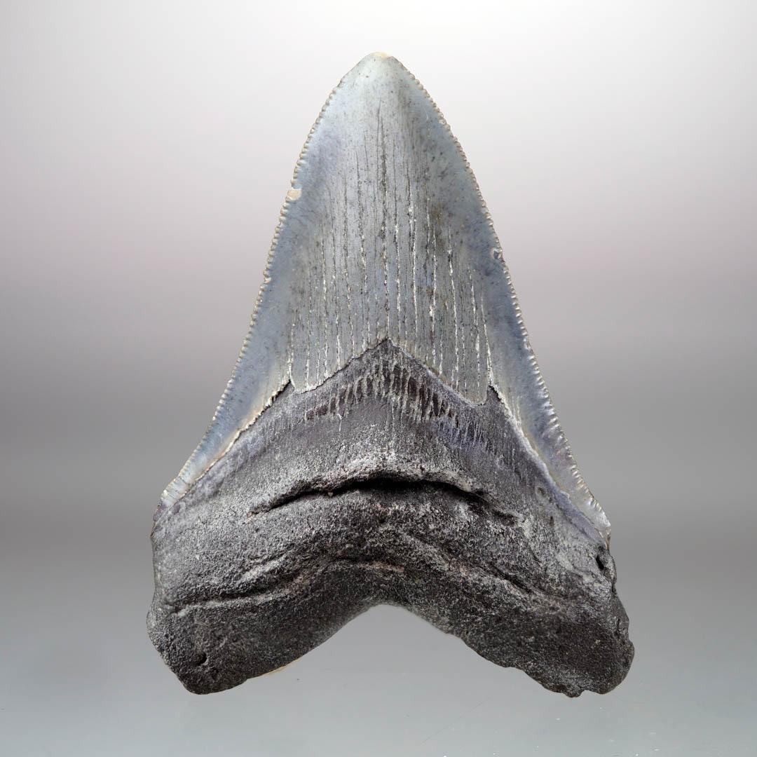 Autre Dent de mégalodon - 4