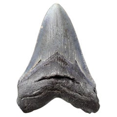 Megalodon Tooth – 4" High – Ver. II