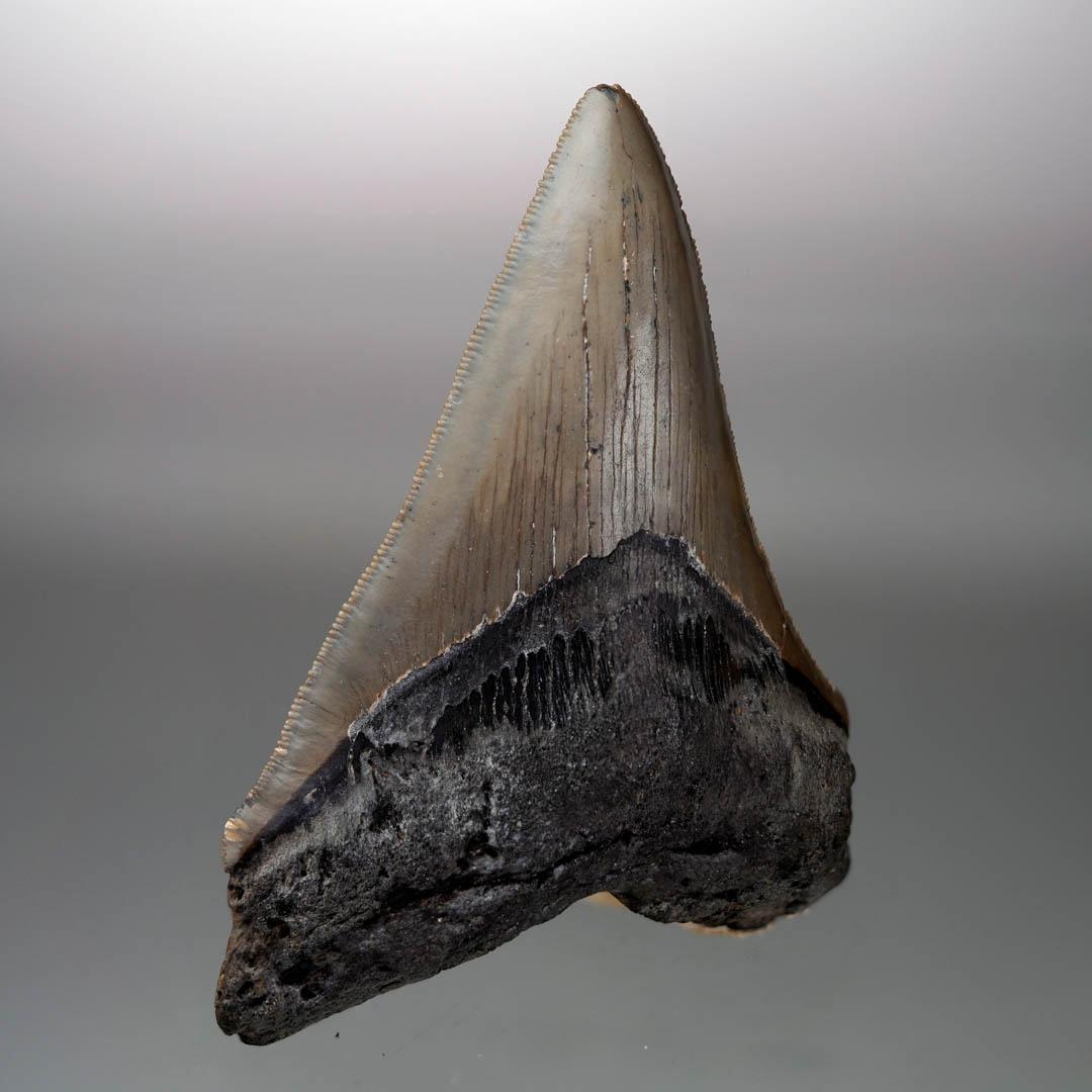 Cette dent de mégalodon de taille importante et fantastiquement dentelée date de cinq à dix millions d'années et provient de Caroline du Sud, aux États-Unis. Le mégalodon était le requin prédateur le plus massif qui ait jamais existé. Atteignant une