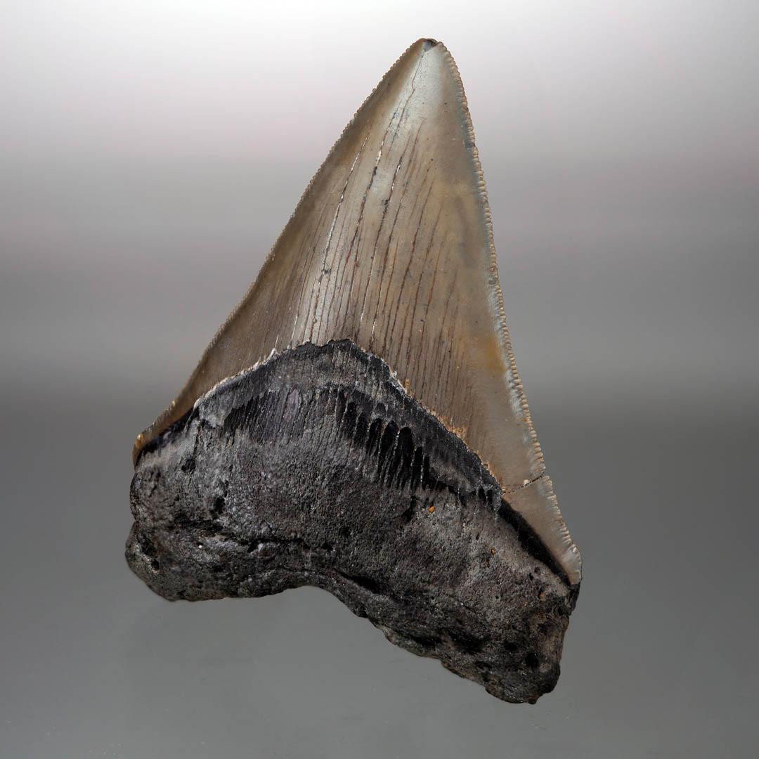 Américain Dent de mégalodon - 4