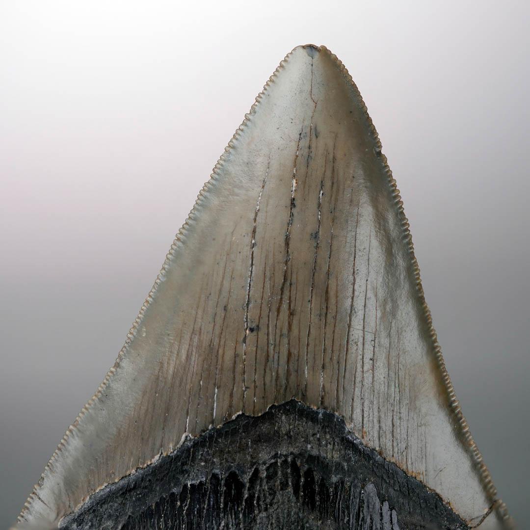 XVIIIe siècle et antérieur Dent de mégalodon - 4
