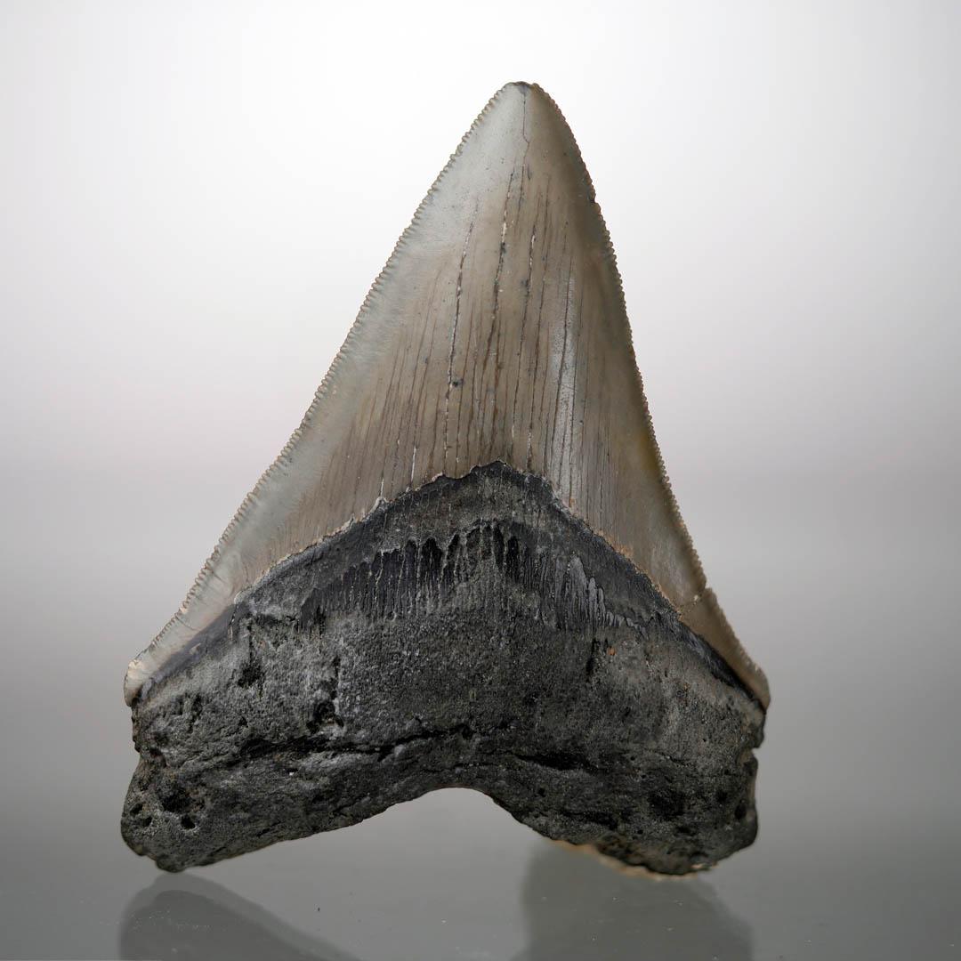Autre Dent de mégalodon - 4