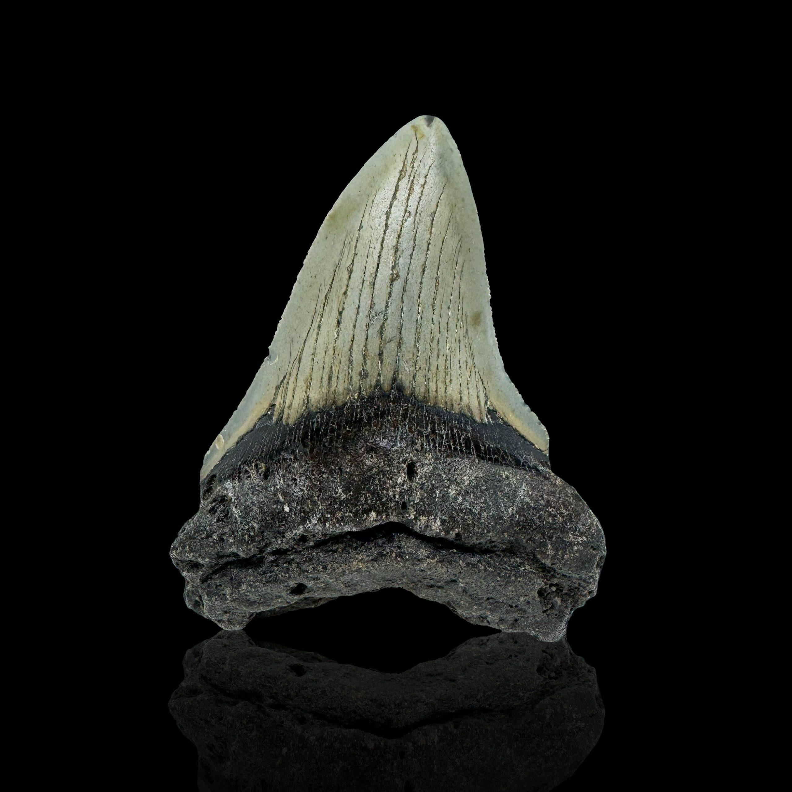 This huge megalodon tooth is five to ten million years old out of South Carolina, USA. The megalodon was the biggest predatory shark to ever live. Reaching lengths of 70 feet or more, these behemoths ruled the oceans for more than ten million years.