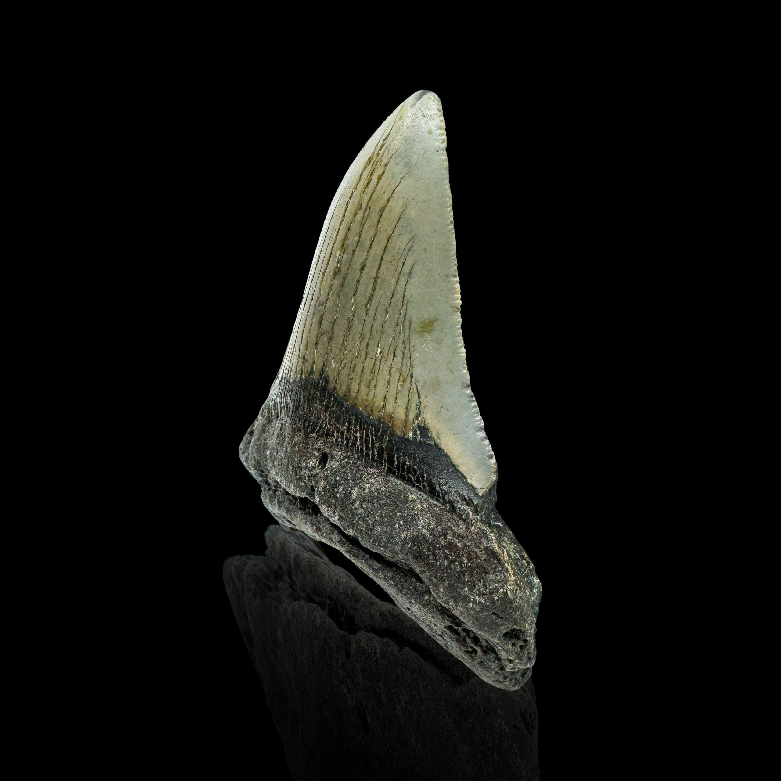 American Megalodon Tooth //4.1