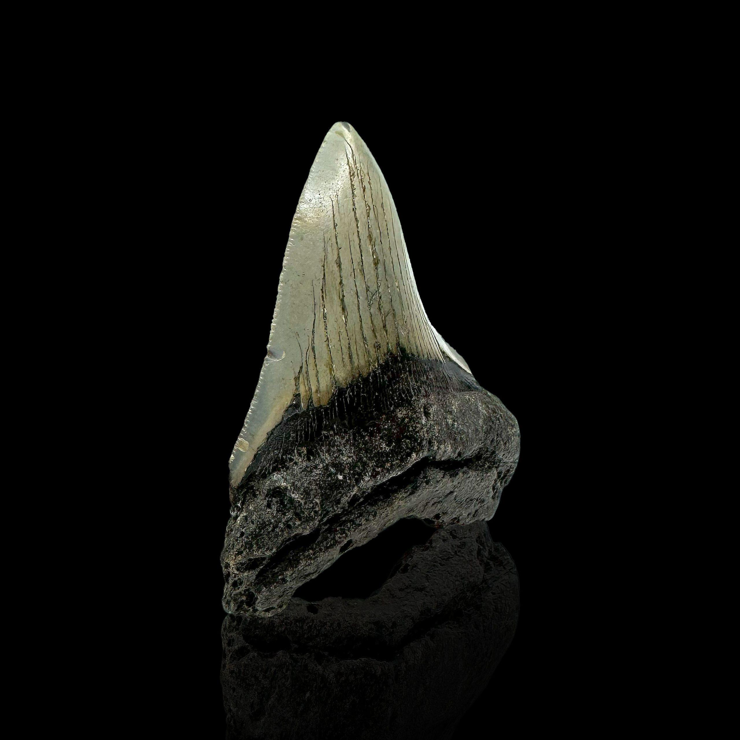Megalodon Tooth //4.1