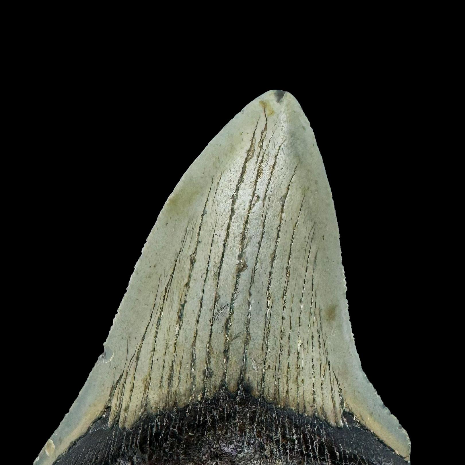 18th Century and Earlier Megalodon Tooth //4.1