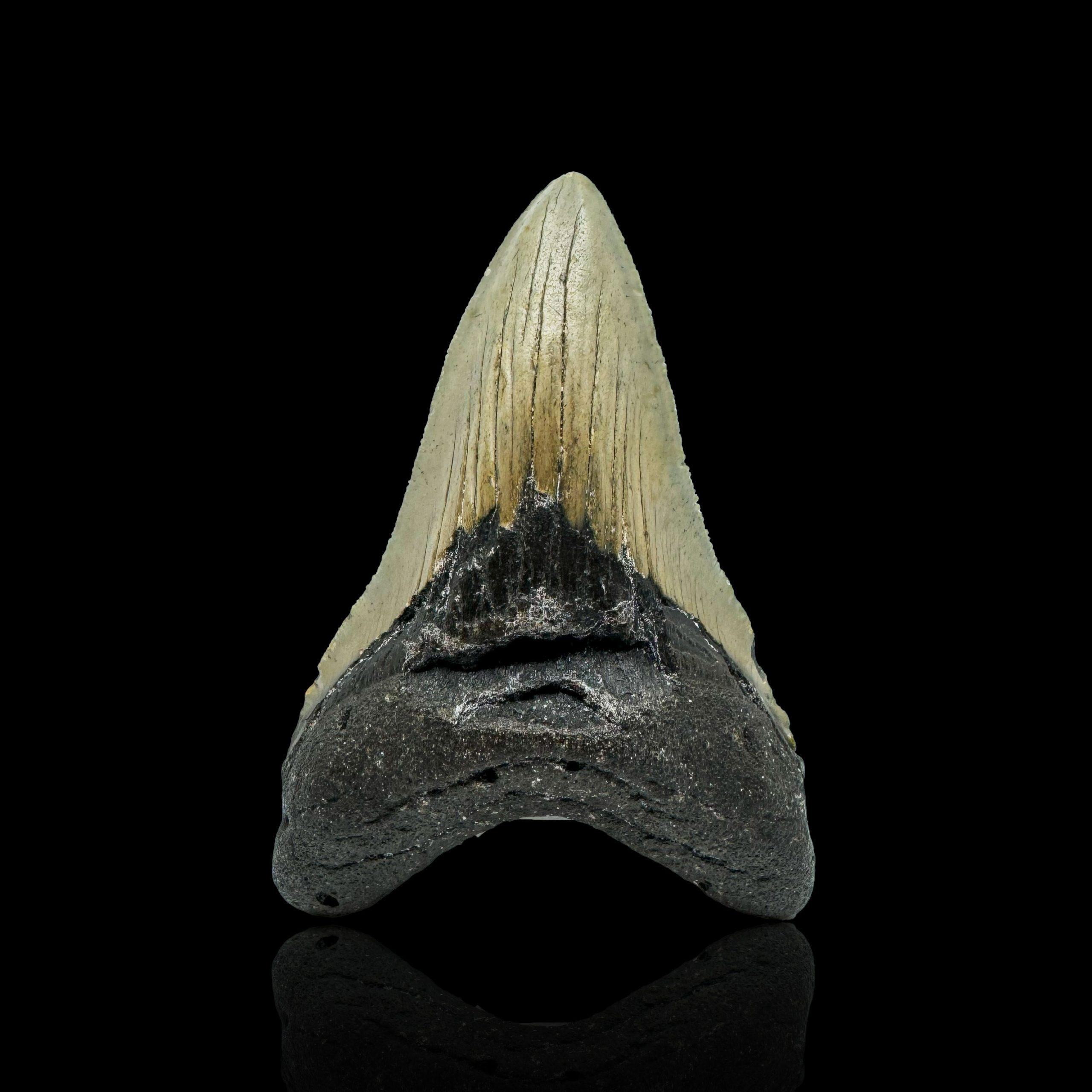 Megalodon Tooth // 4.1" High