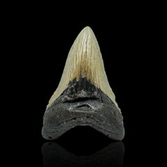 Antique Megalodon Tooth // 4.1" High