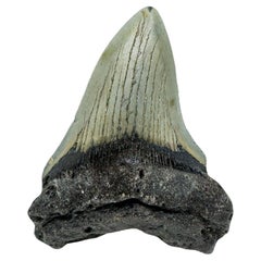 Antique Megalodon Tooth //4.1" High