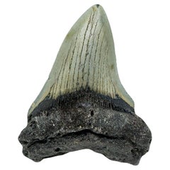 Megalodon Tooth //4.1" High