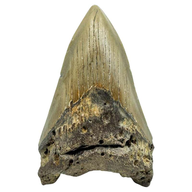 Megalodon Tooth //3.9" High For Sale at 1stDibs