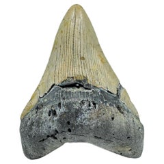 Antique Megalodon Tooth //4.11" High