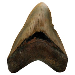 Megalodon-Zahn // 4,13" hoch // 5 bis 10 Millionen Jahre alt
