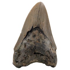 Megalodon-Zahn // 4,13" hoch Ver. II // 5 bis 10 Millionen Jahre alt